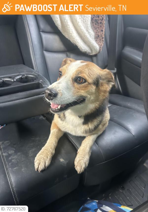 Found/Stray Female Dog last seen Vulcan/blaloxk, Sevierville, TN 37862