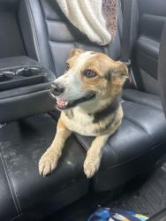 Found/Stray Female Dog last seen Vulcan/blaloxk, Sevierville, TN 37862
