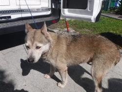 Shelter Stray Female Dog last seen Near BLOCK NW 68TH TER, Doral, FL 33122