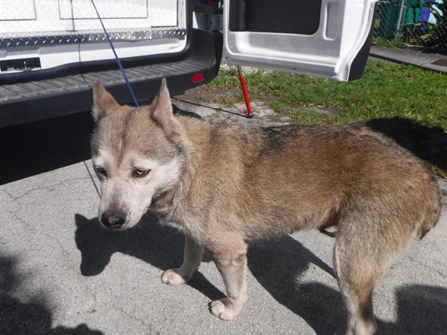 Shelter Stray Female Dog last seen Near BLOCK NW 68TH TER, Doral, FL 33122