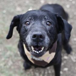 Shelter Stray Female Dog last seen CINAMMON CRK AND CINNAMON TRL, San Antonio, TX 78227