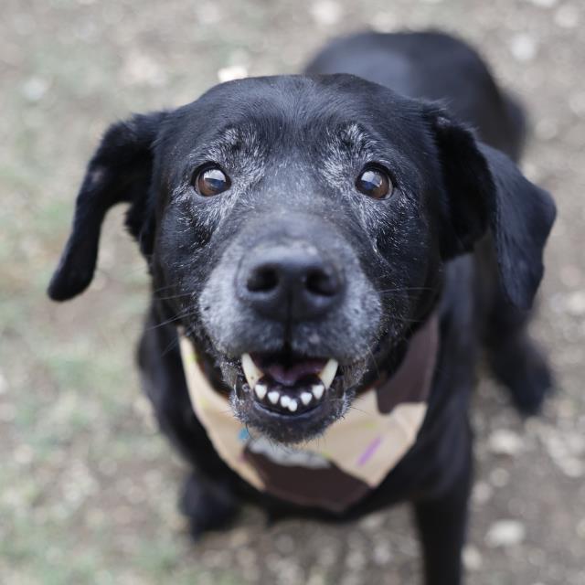Shelter Stray Female Dog last seen CINAMMON CRK AND CINNAMON TRL, San Antonio, TX 78227