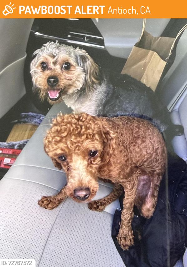 Found/Stray Unknown Dog last seen Mount Goethe way, Antioch, CA 94531