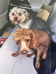 Found/Stray Unknown Dog last seen Mount Goethe way, Antioch, CA 94531