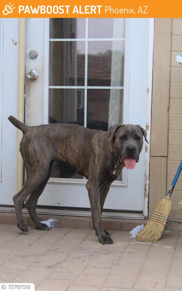 Found/Stray Female Dog last seen Near N 75th Dr Phoenix AZ 85033 United States, Phoenix, AZ 85033