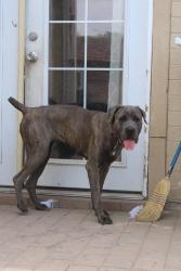 Found/Stray Female Dog last seen Near N 75th Dr Phoenix AZ 85033 United States, Phoenix, AZ 85033