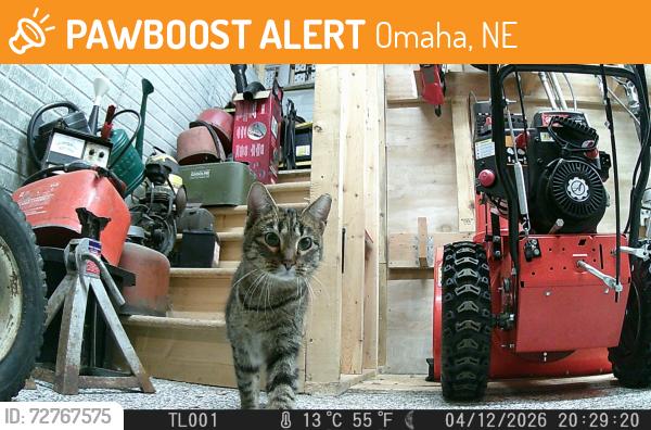 Found/Stray Unknown Cat last seen Roxbury , Omaha, NE 68137