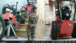 Found/Stray Unknown Cat last seen Roxbury , Omaha, NE 68137