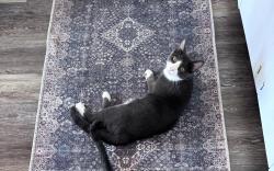 Lost Male Cat last seen 60th Street and Ivy Lane, Harrisburg, PA 17111