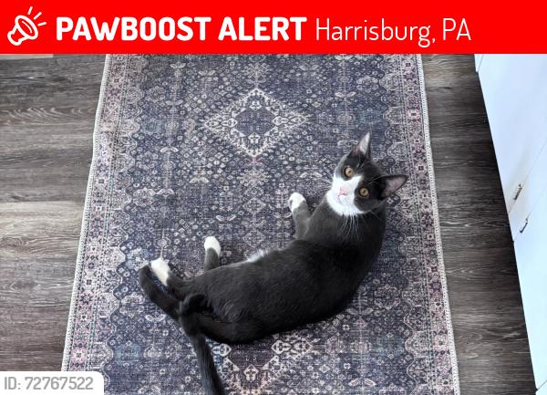 Lost Male Cat last seen 60th Street and Ivy Lane, Harrisburg, PA 17111