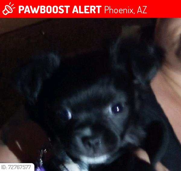 Lost Female Dog last seen 37th St & 40th St & Washington Rd Phoenix Arizona 85008, Phoenix, AZ 85008