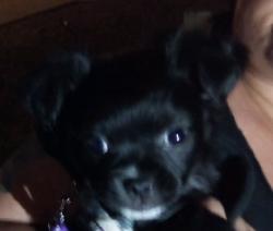 Lost Female Dog last seen 37th St & 40th St & Washington Rd Phoenix Arizona 85008, Phoenix, AZ 85008