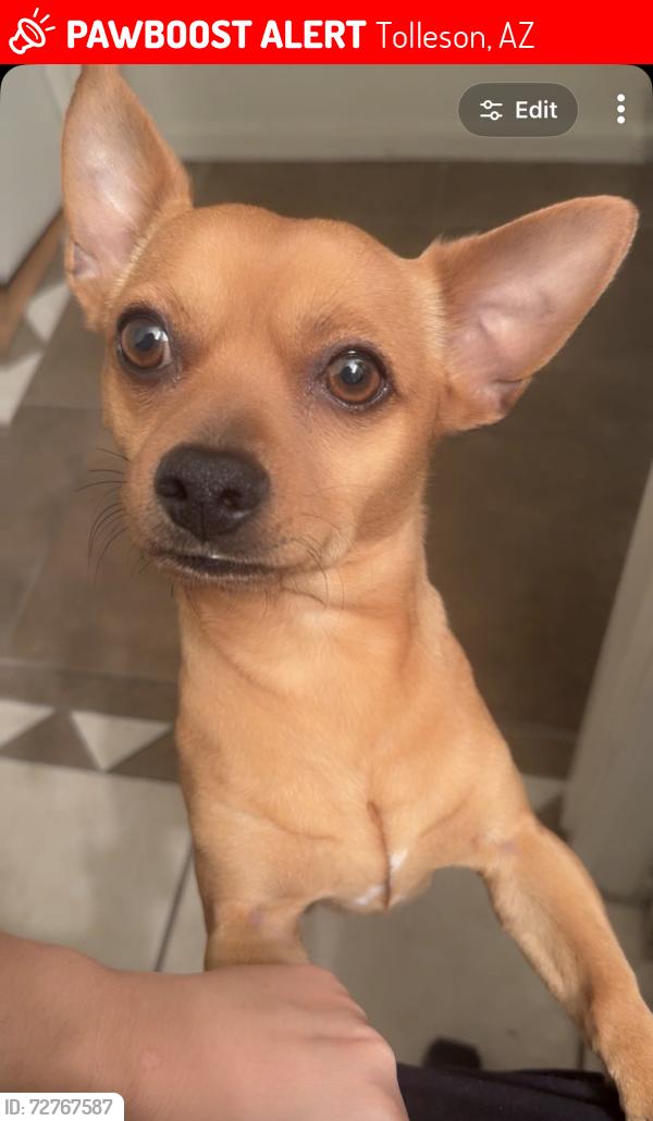 Lost Male Dog last seen 87th ave and durango, Tolleson, AZ 85353