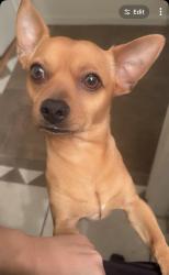 Lost Male Dog last seen 87th ave and durango, Tolleson, AZ 85353