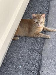 Lost Male Cat last seen Mangolia springs New Braunfels , New Braunfels, TX 78132