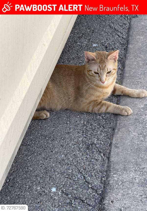 Lost Male Cat last seen Mangolia springs New Braunfels , New Braunfels, TX 78132