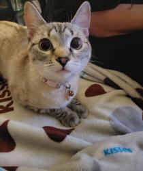 Found/Stray Female Cat last seen Atherton Park apmts , Taylorsville, UT 84123