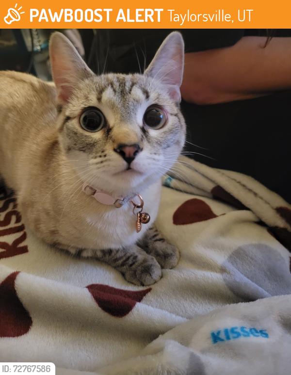 Found/Stray Female Cat last seen Atherton Park apmts , Taylorsville, UT 84123