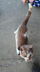 Found/Stray Male Cat last seen Near valley view dr. , Monroeville, PA 15146