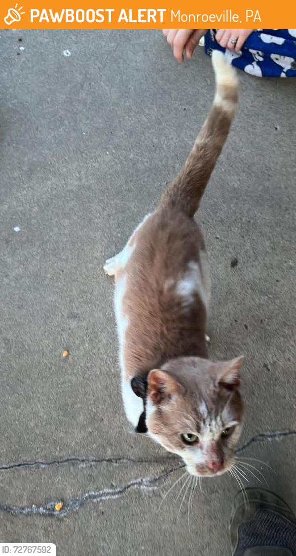 Found/Stray Male Cat last seen Near valley view dr. , Monroeville, PA 15146