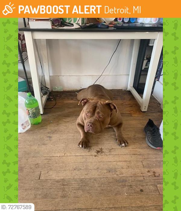 Found/Stray Male Dog last seen Clairmont and Rosa Parks, Detroit, MI 48226