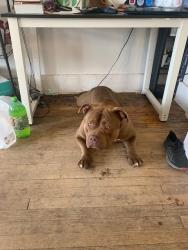 Found/Stray Male Dog last seen Clairmont and Rosa Parks, Detroit, MI 48226
