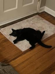 Lost Female Cat last seen End of Florida St in Longview, WA, Longview, WA 98632