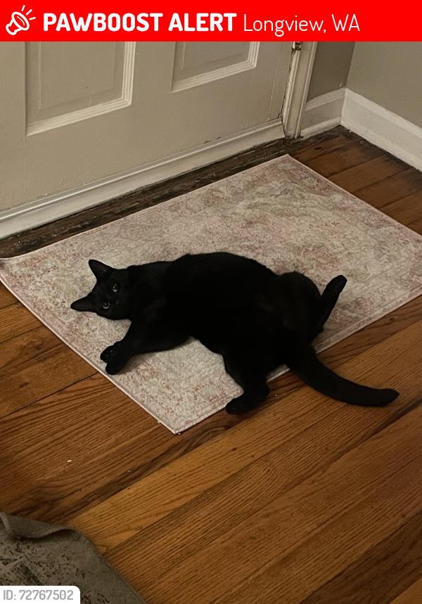 Lost Female Cat last seen End of Florida St in Longview, WA, Longview, WA 98632