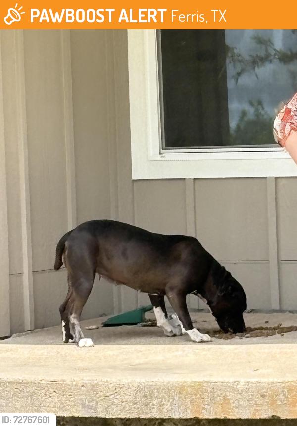 Found/Stray Female Dog last seen I 45, Ferris, TX 75125