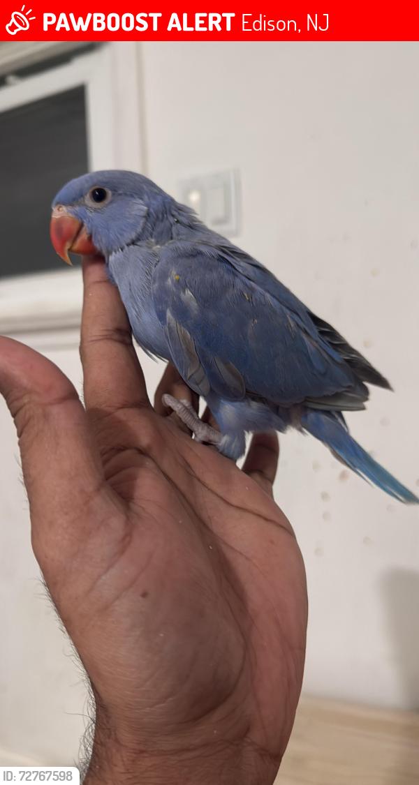 Lost Male Bird last seen Pannonia and schulyer dr , Edison, NJ 08817