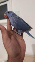 Lost Male Bird last seen Pannonia and schulyer dr , Edison, NJ 08817