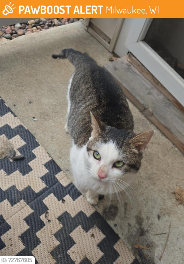 Found/Stray Male Cat last seen Good hope Bradley 107th street, Milwaukee, WI 53224
