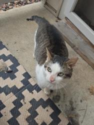 Found/Stray Male Cat last seen Good hope Bradley 107th street, Milwaukee, WI 53224