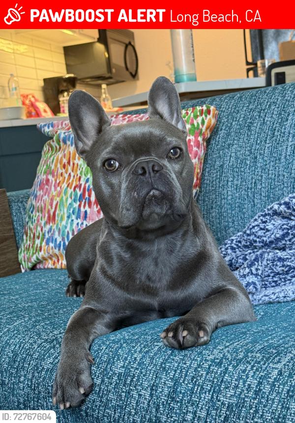 Lost Male Dog last seen Cubesmart , Long Beach, CA 90805