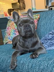 Lost Male Dog last seen Cubesmart , Long Beach, CA 90805