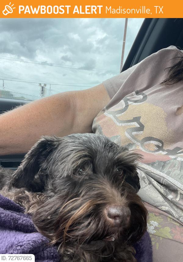 Found/Stray Female Dog last seen I-45 and OSR, Madisonville, TX 77864