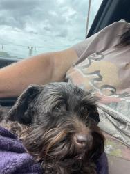 Found/Stray Female Dog last seen I-45 and OSR, Madisonville, TX 77864