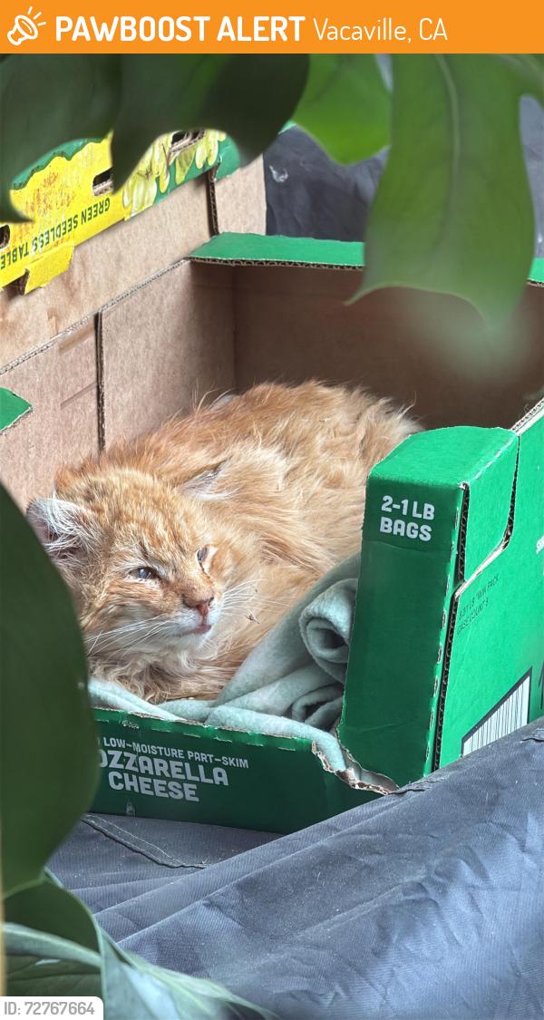 Found/Stray Unknown Cat last seen Near Cambridge School and Dutch Brothers, Vacaville, CA 95687
