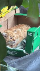 Found/Stray Unknown Cat last seen Near Cambridge School and Dutch Brothers, Vacaville, CA 95687