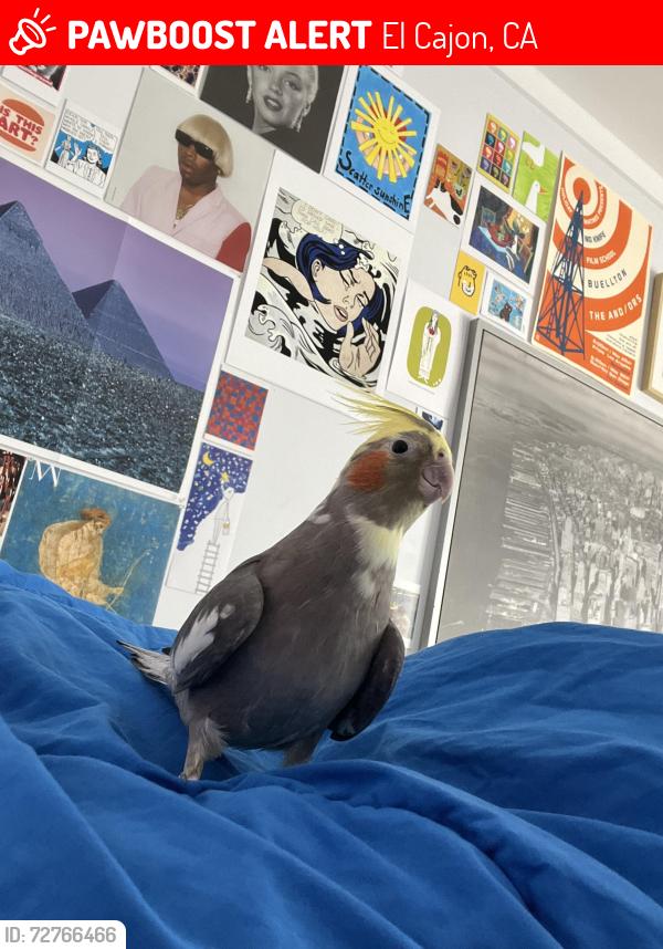 Lost Female Bird last seen Windmill View Road and Hacienda Drive, El Cajon, CA 92020