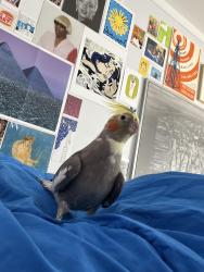 Lost Female Bird last seen Windmill View Road and Hacienda Drive, El Cajon, CA 92020