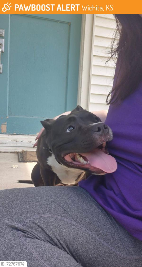 Found/Stray Female Dog last seen Pawnee and Hydraulic, Wichita, KS 67211