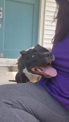 Found/Stray Female Dog last seen Pawnee and Hydraulic, Wichita, KS 67211