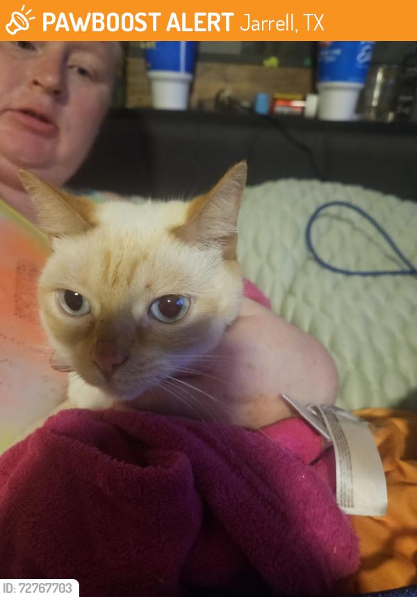 Found/Stray Male Cat last seen Rainey and woodpecker , Jarrell, TX 76537