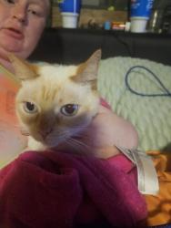 Found/Stray Male Cat last seen Rainey and woodpecker , Jarrell, TX 76537