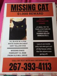 Lost Female Cat last seen Bridgetown pike, Langhorne, PA 19047