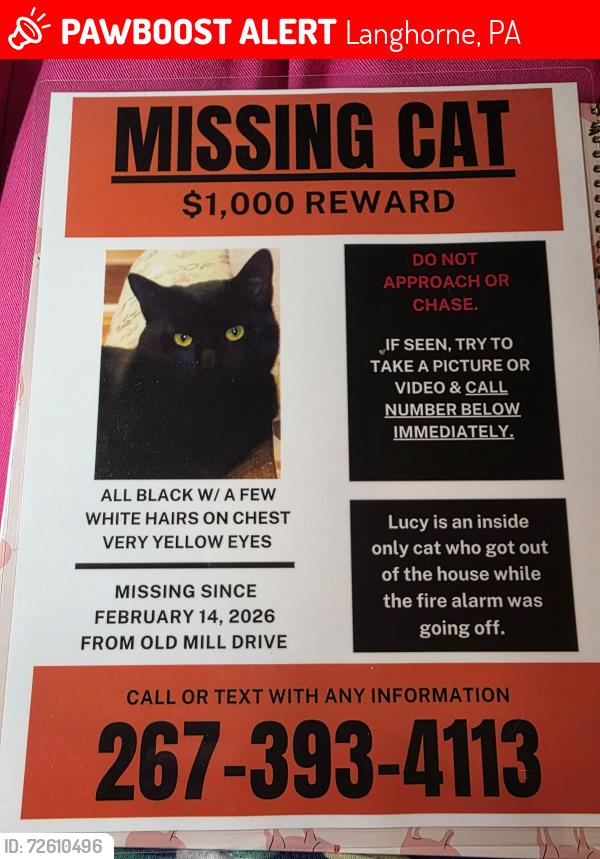 Lost Female Cat last seen Bridgetown pike, Langhorne, PA 19047