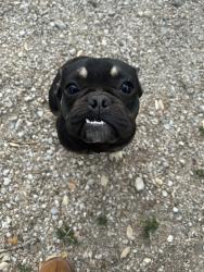 Lost Male Dog last seen Rayburn and commercial , San Antonio, TX 78221