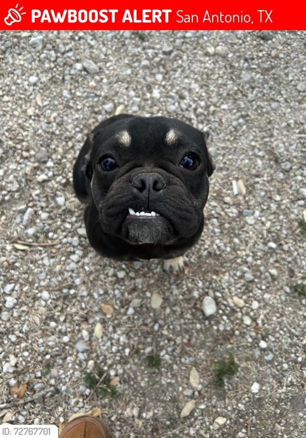 Lost Male Dog last seen Rayburn and commercial , San Antonio, TX 78221