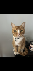 Lost Male Cat last seen Corner of Howell branch and semoran blvd ., Winter Park, FL 32792